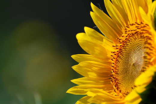 739941 (a): :2500x1660